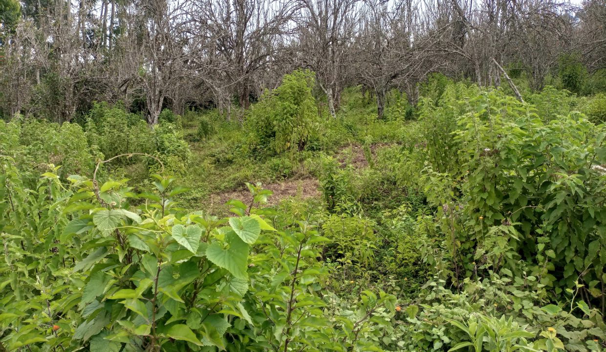 4 Acres of Land with a River and Tea Bushes for Sale in Tigoni11