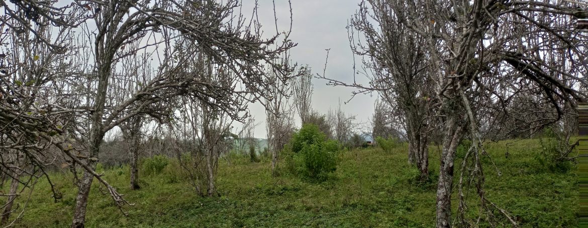 4 Acres of Land with a River and Tea Bushes for Sale in Tigoni14